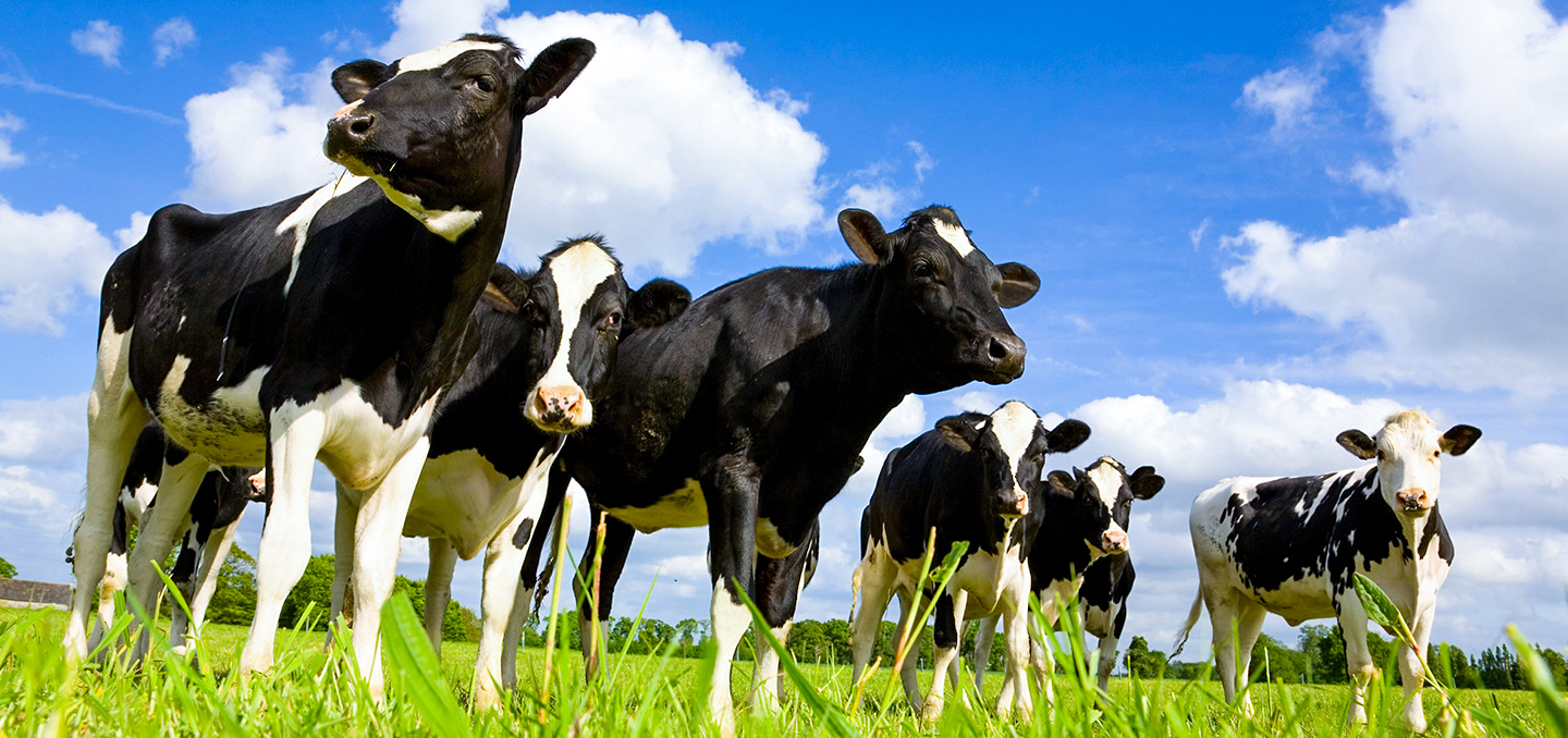Animal Husbandry Agritop Gh