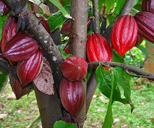 Cocoa Plantation 