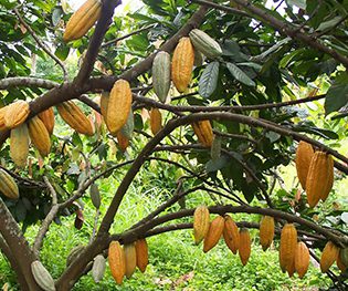 Cocoa Plantation