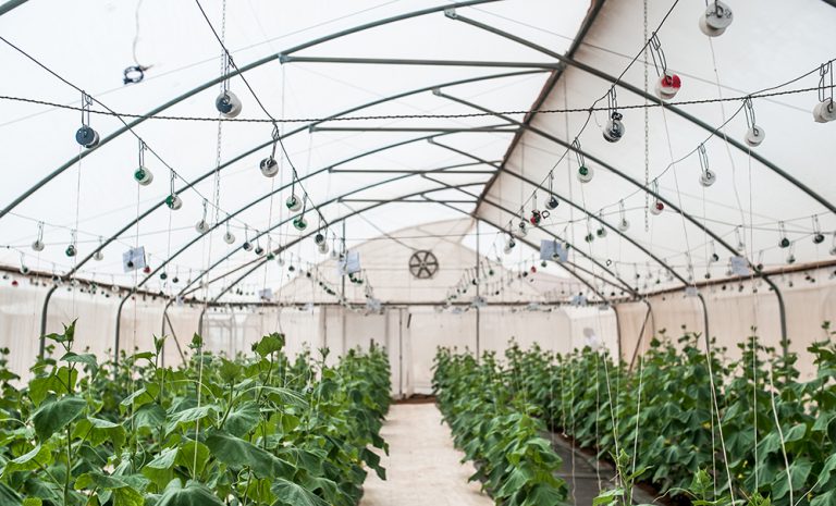 Agrotechnology 
