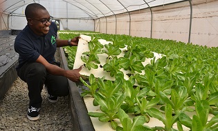 Hydroponic Lettuce