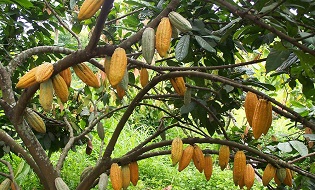 Cocoa Plantation